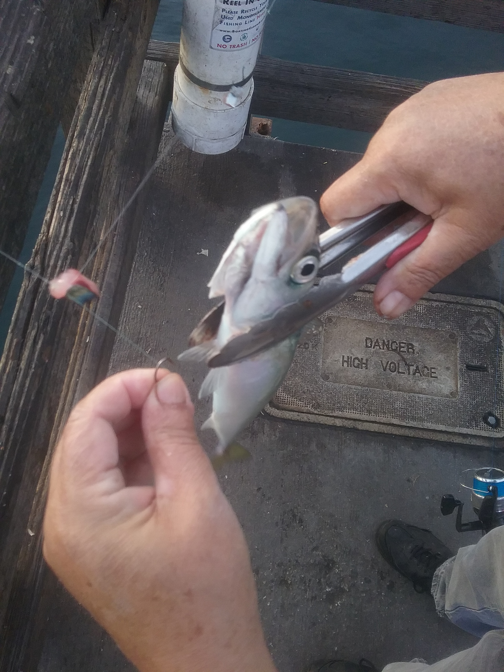 holding a mackerel fish with tongs while removing a fish hook from the lip i.e. catch and release